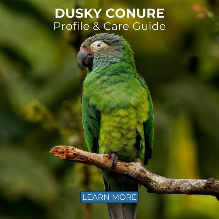 Dusky Conure - Profile & Care Guide