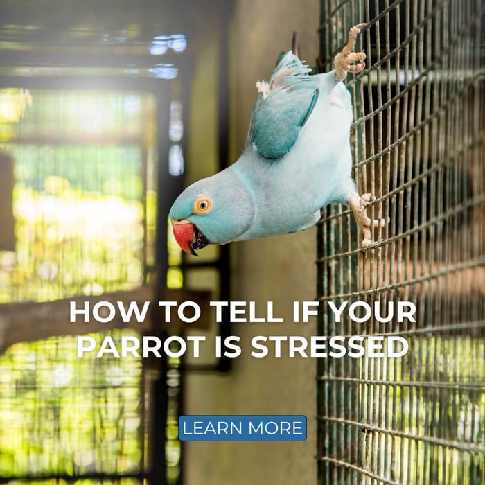 How To Tell If Your Parrot is Stressed