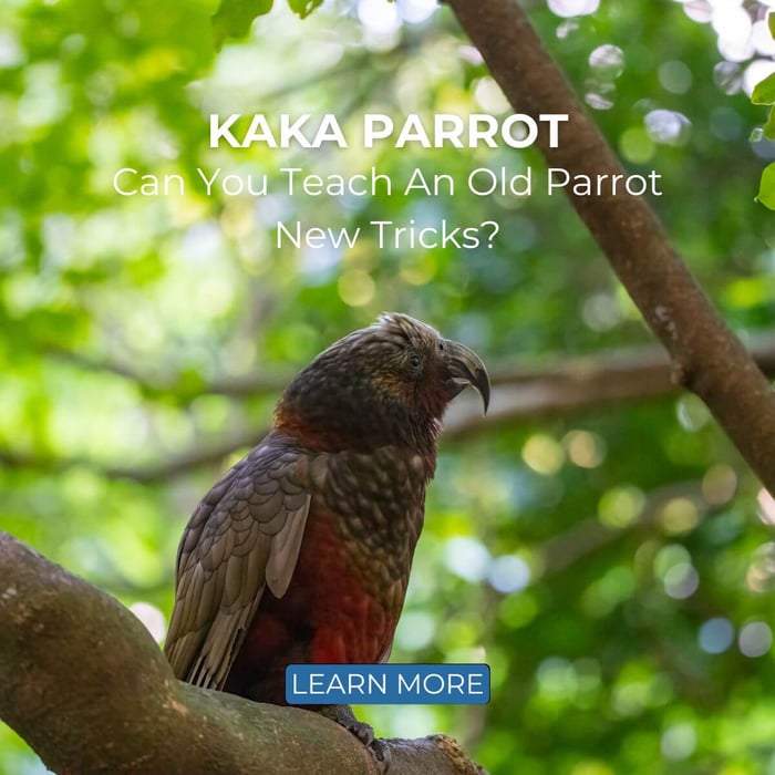 Kaka Parrot – Can you teach an old parrot new tricks?