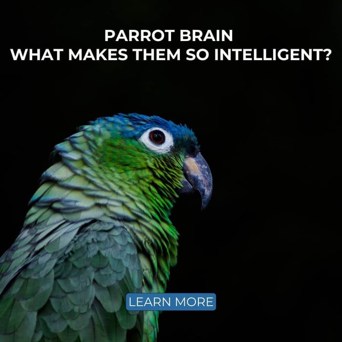Parrot Brain – What makes them so intelligent?