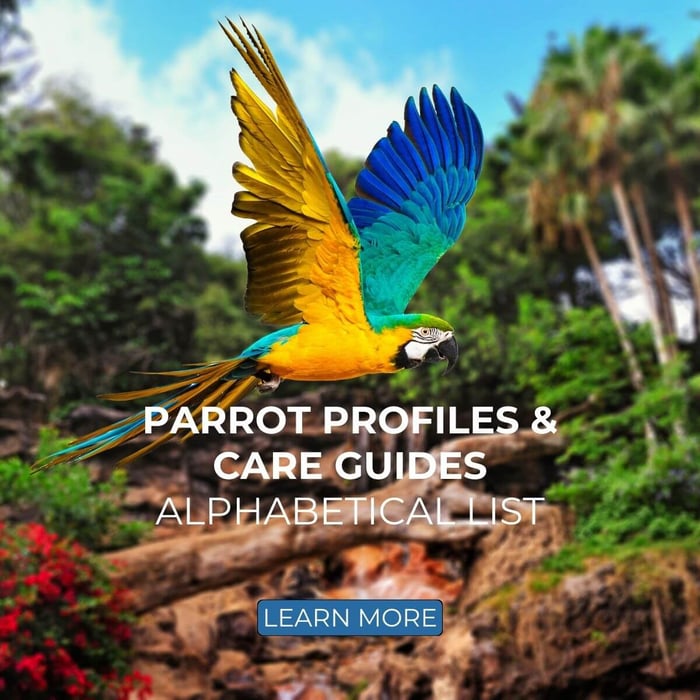 Parrot Profiles & Care Guides