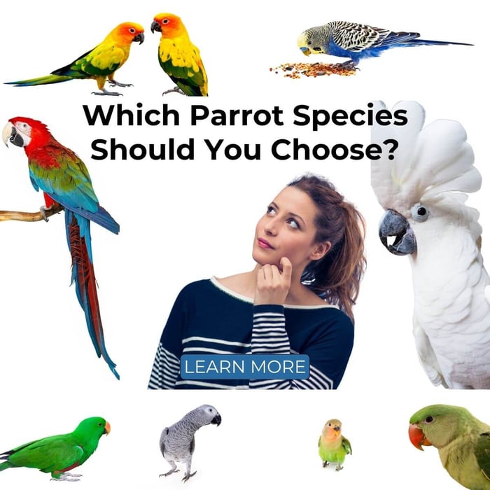 Which Parrot Species Should You Choose?