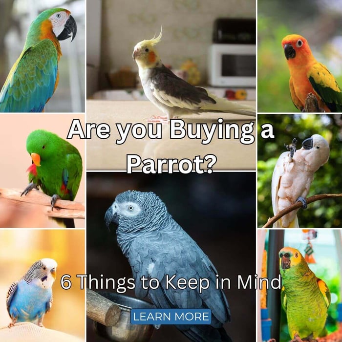 Are you Buying a Parrot? 6 Things to Keep in Mind
