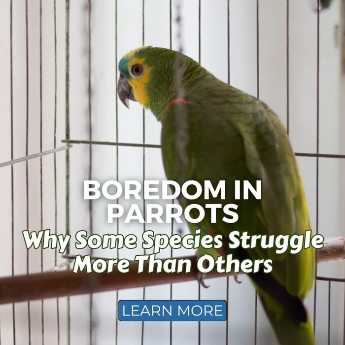 Boredom In Parrots: Why Some Species Struggle More Than Others