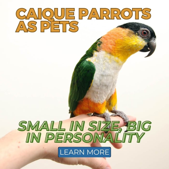 Caique Parrots as Pets: Small in Size, Big in Personality