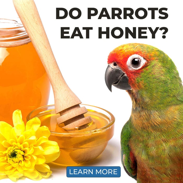 Can Parrots Eat Honey?
