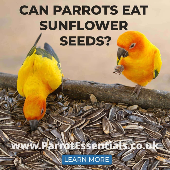 Can Parrots Eat Sunflower Seeds?
