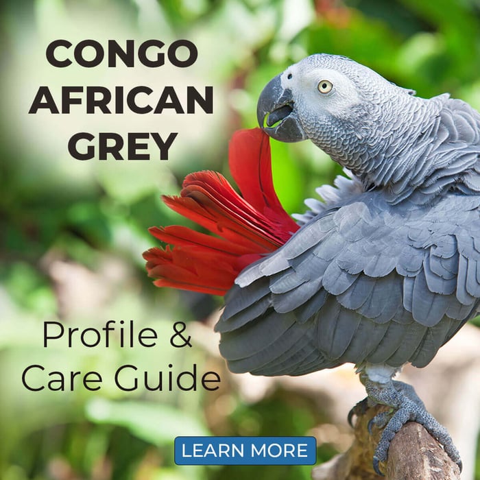 Congo African Grey Parrot Profile & Care Guide