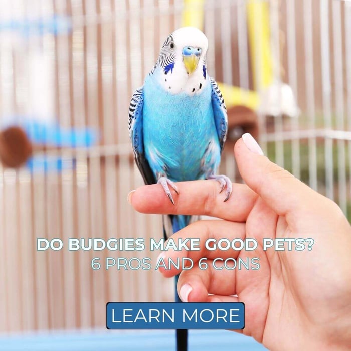 Do Budgies Make Good Pets? 6 Pros and 6 Cons