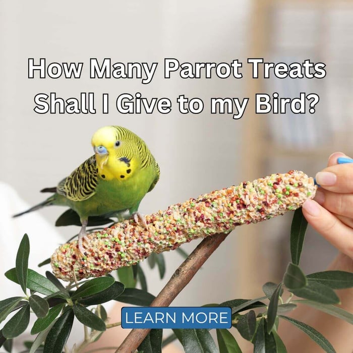 How Many Parrot Treats and Nuts Shall I Give to my Bird Per Day?