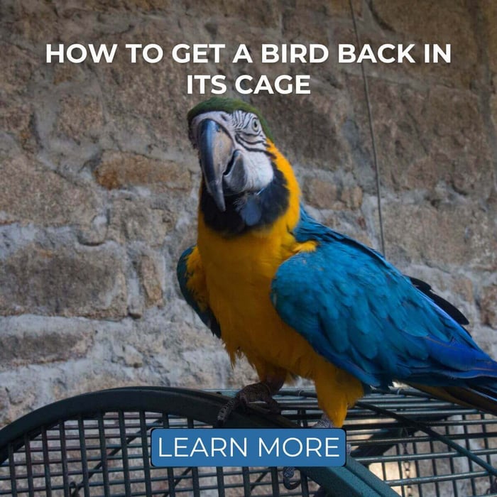 How To Get A Bird Back In Its Cage - 4 Top Tips