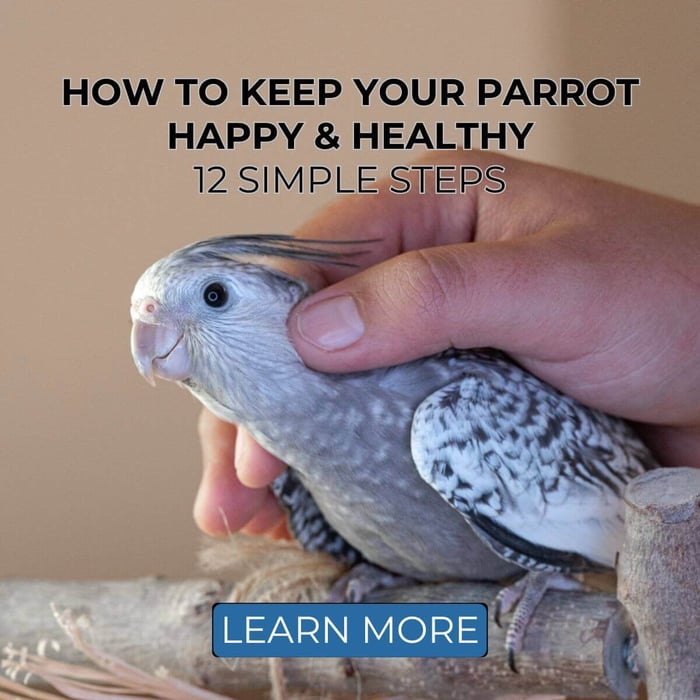 How to Keep Your Parrot Happy & Healthy – 12 Simple Steps