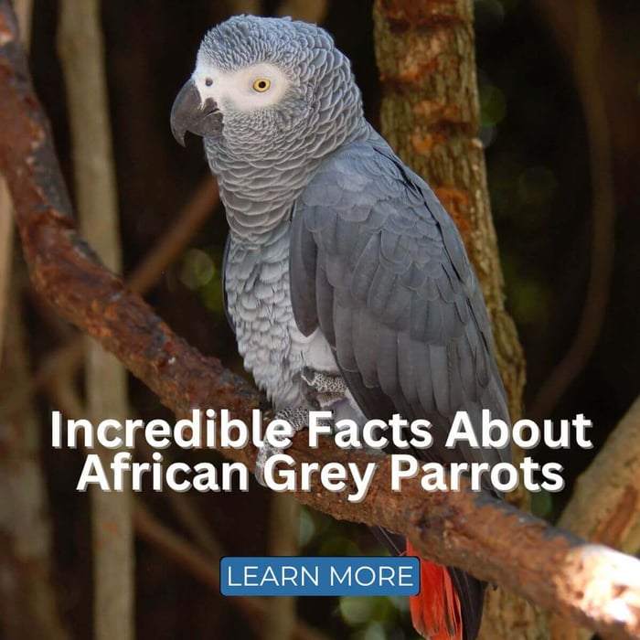 Incredible Facts About African Grey Parrots