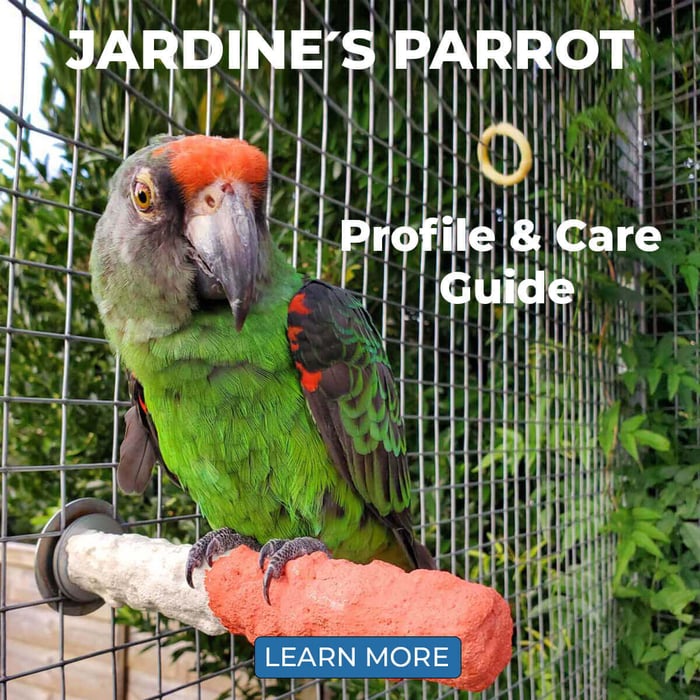 Jardine's Parrot – Profile & Care Guide