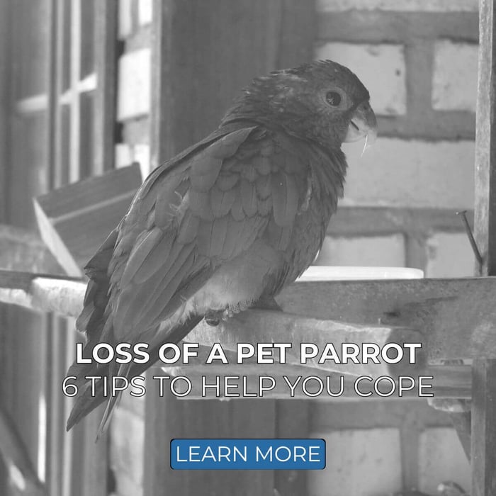 Loss Of A Pet Parrot: 6 Tips To Help You Cope