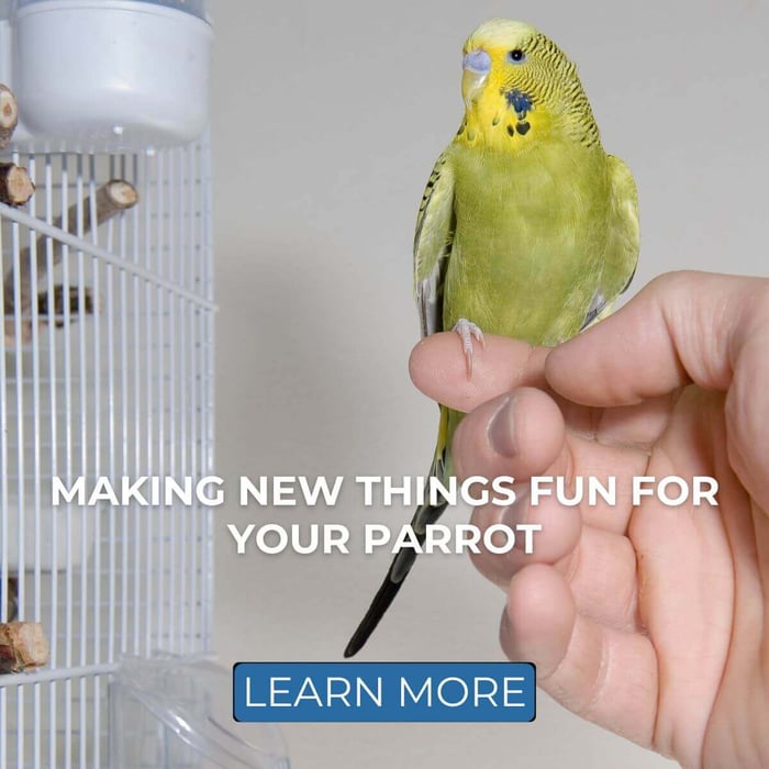Making New Things Fun for Your Parrot