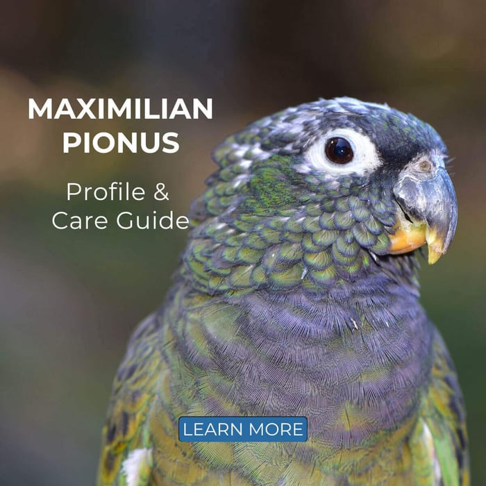Maximilian Pionus – Profile & Care Guide