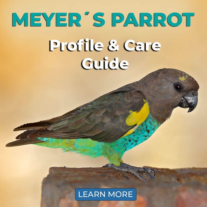 Meyer's Parrot – Profile & Care Guide