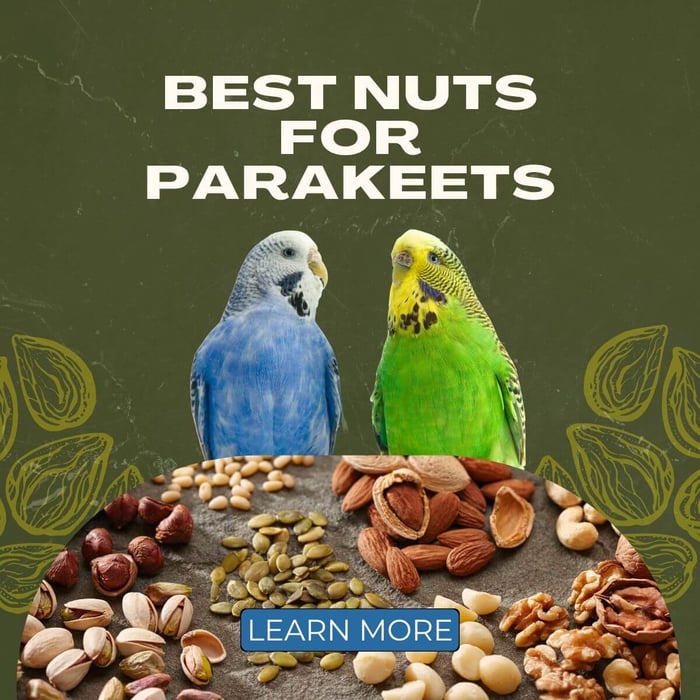 Best Nuts for Parakeets: A Complete Guide to Nut Treats