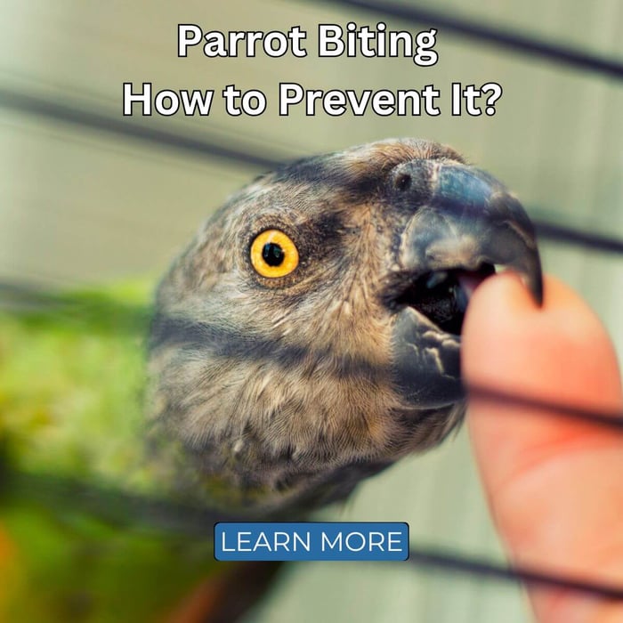Parrot Biting - How to Prevent It?