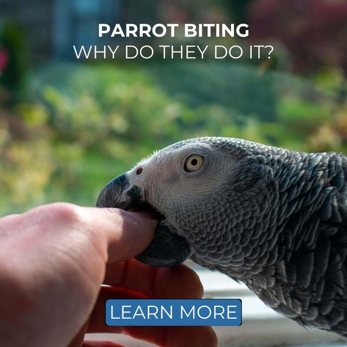 Parrot Biting - Why do they do it?