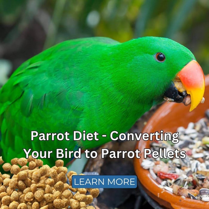 Parrot Diet - Converting Your Bird to Parrot Pellets