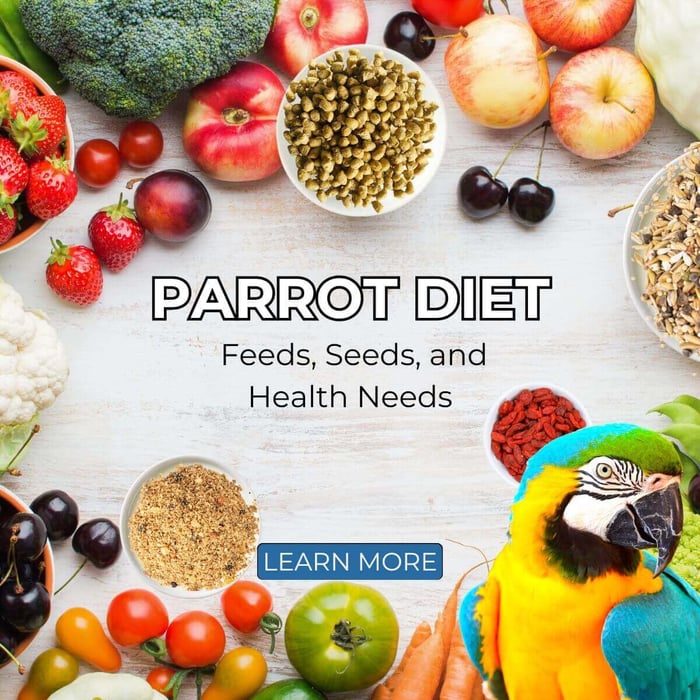 Parrot Diet – Feeds, Seeds, and Health Needs