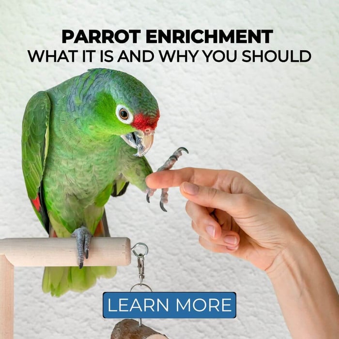 Parrot Enrichment – What it is and Why You Should