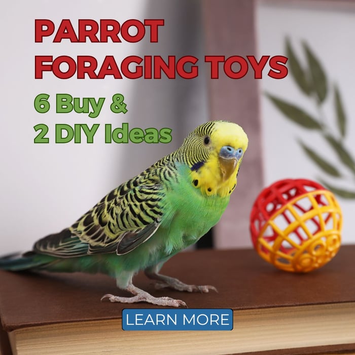 Parrot Foraging Toys - 6 Buy & 2 DIY Ideas