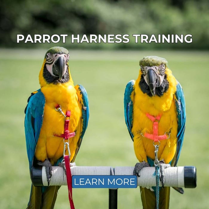 Parrot Harness Training by Barbara Heidenreich