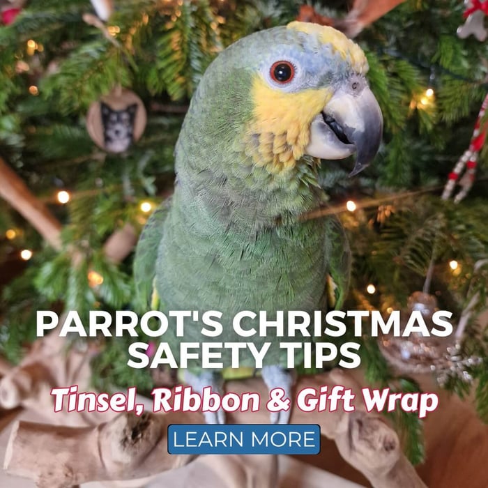 Parrot's Christmas Safety Tips - Tinsel, Ribbon & Gift Wrap
