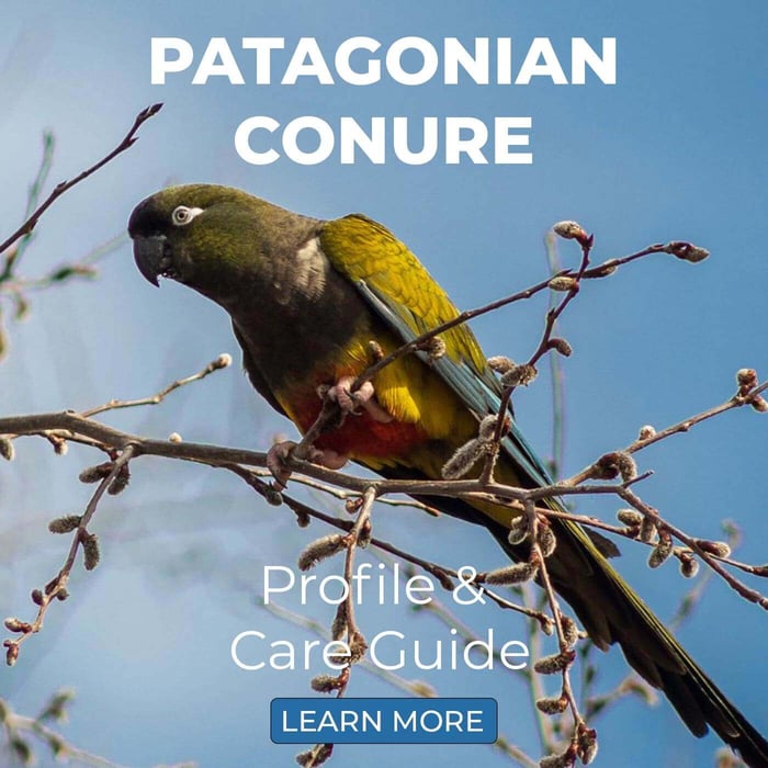 Patagonian Conure – Profile & Care Guide