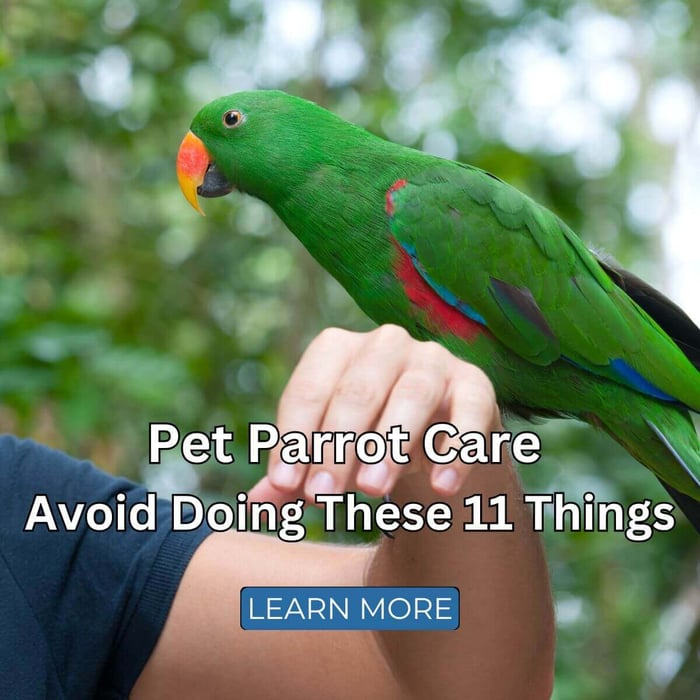 Pet Parrot Care - Avoid Doing These 11 Things with Your Pet Parrot