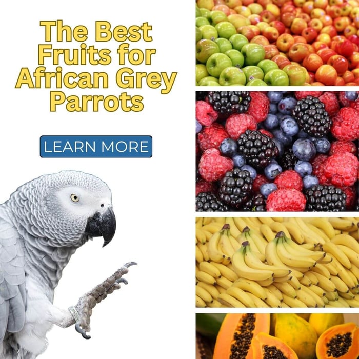 The Best Fruits for African Grey Parrots
