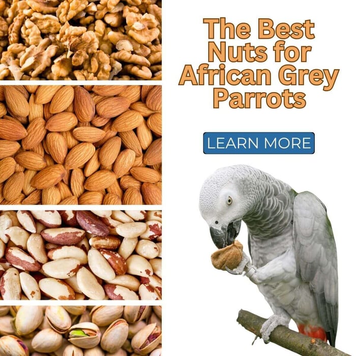 The Best Nuts for African Grey Parrots - A Tasty and Healthy Treat Guide