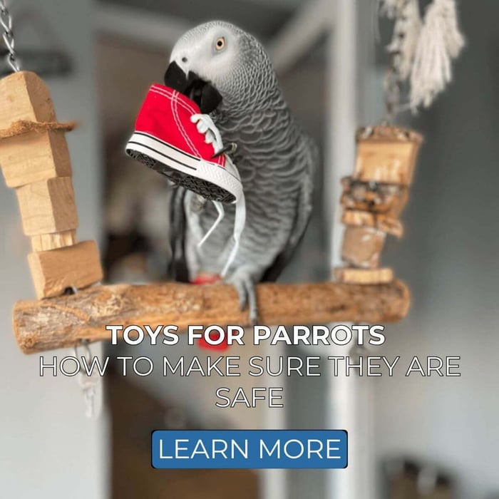 Toys for Parrots - How to Make Sure They Are Safe