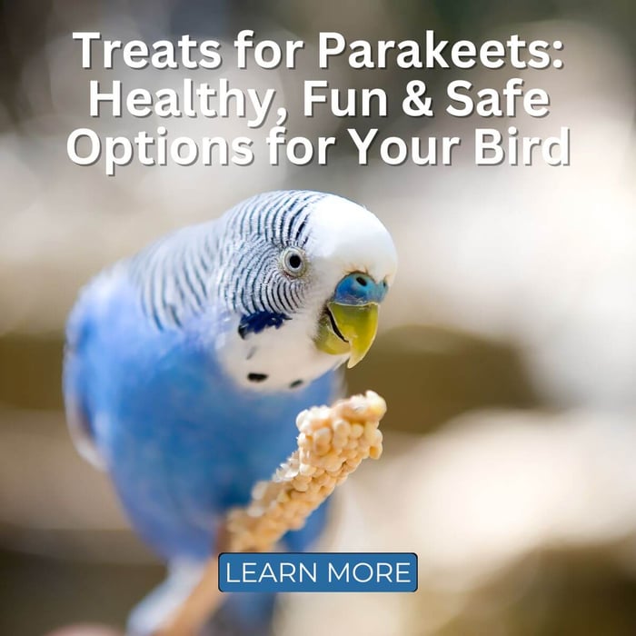 Treats for Parakeets: Healthy, Fun & Safe Options for Your Bird