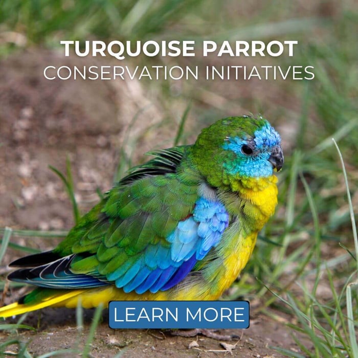 Turquoise Parrot Conservation Initiatives