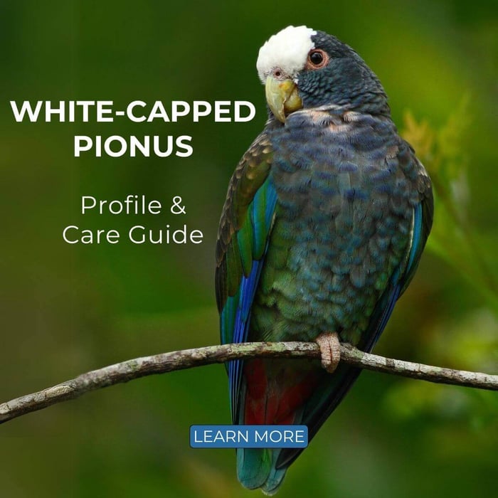 White-Capped Pionus – Profile & Care Guide