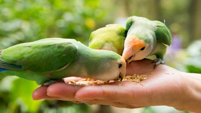 Feeding Lovebirds Seeds