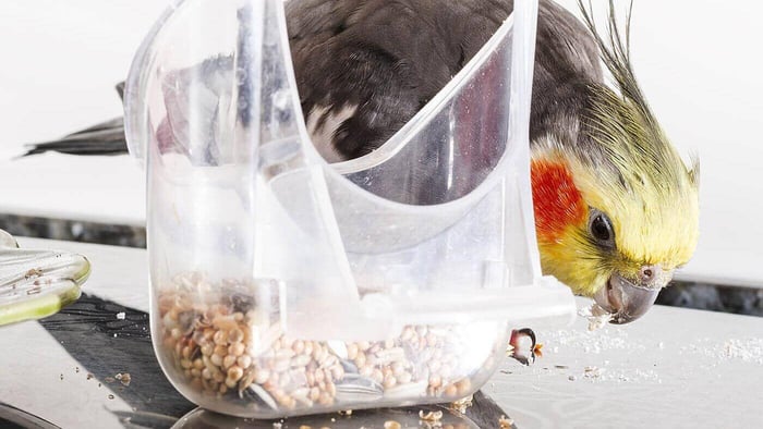 Cockatiel Eating seeds