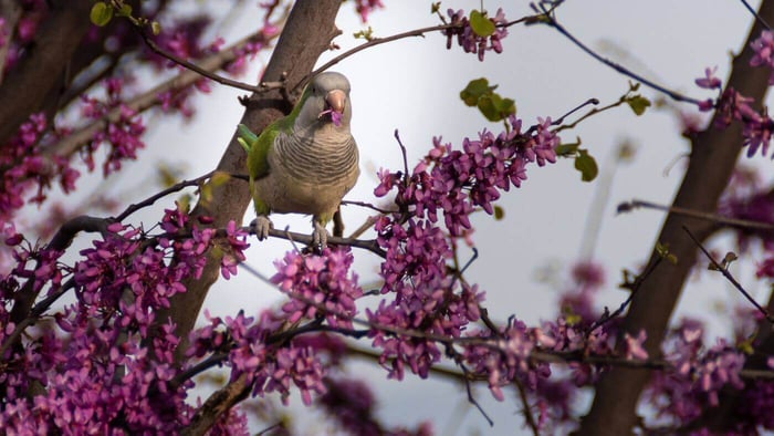 Quaker Eating Flowers