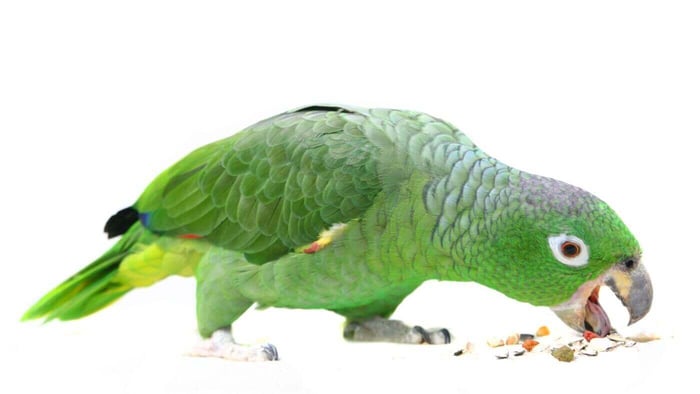 Amazon Parrot Eating Seeds & Spices