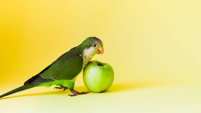 Quaker Parrot with a green apple