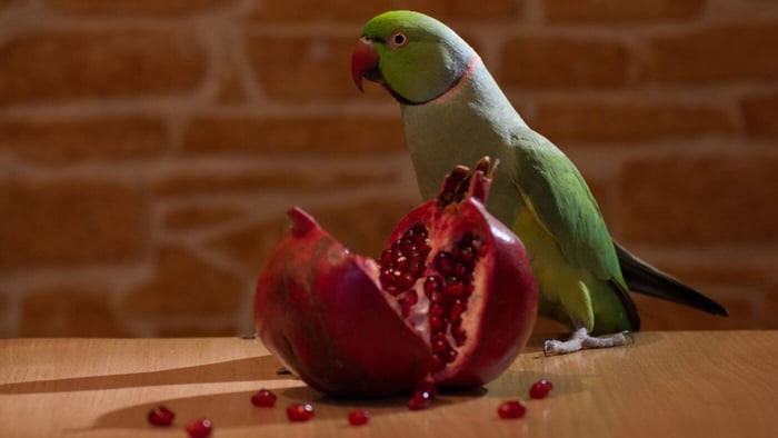 Indian Ringneck Eating Pomegranate