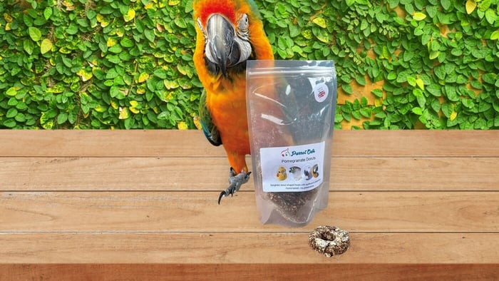 Macaw Parrot with Parrot Cafe Treats