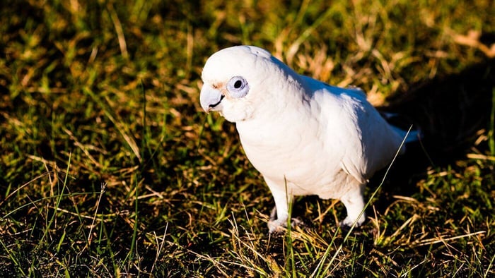 Goffin's cockatoo