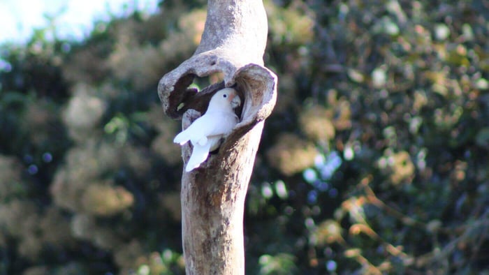 Goffin's cockatoo