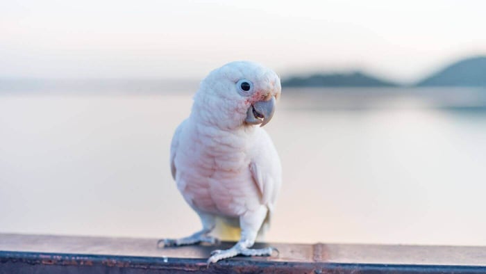 Tanimbar Corella