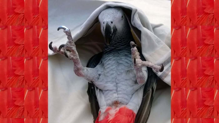 Gracie the African Grey Parrot relaxing under a blanket during her early life